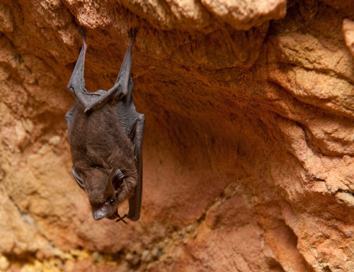 Chauve-souris