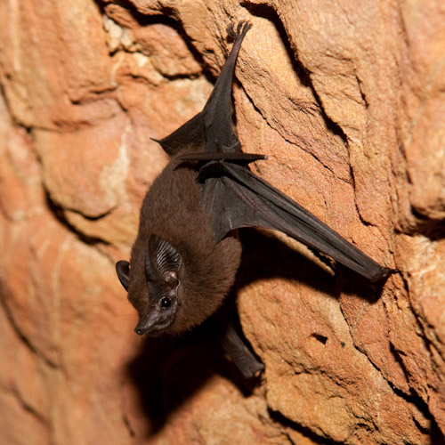 Chauve-souris